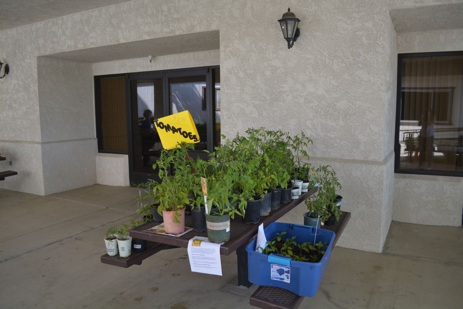 Plants for sale this Saturday